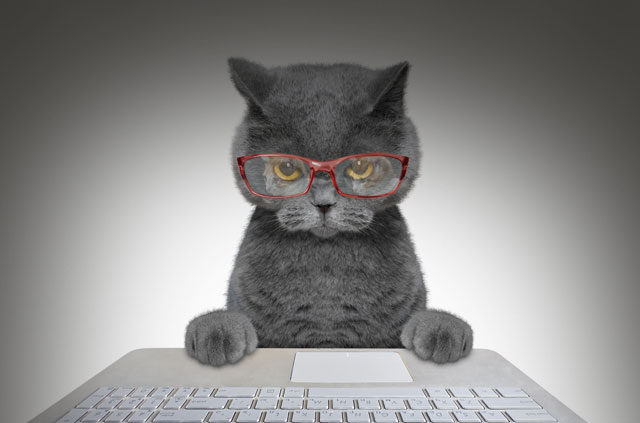 Een VPN maakt uw internet beter voor katten