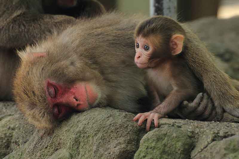 imej monyet dewasa menghiburkan bayi monyet - expressvpn selamat!